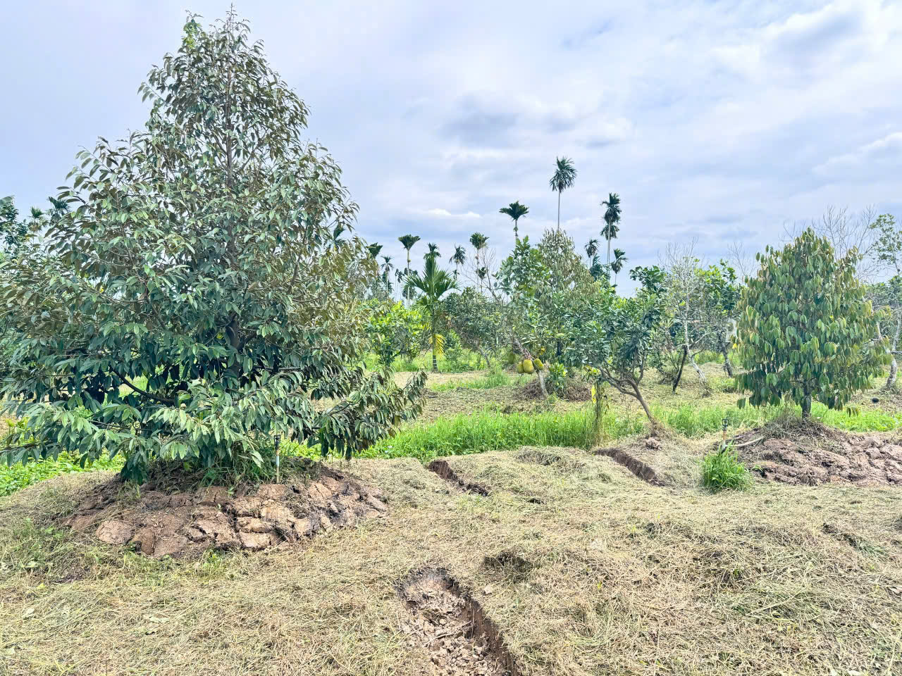BÁN VƯỜN SẦU RIÊNG 5448M2 ĐƯỜNG NHỰA- CÁCH KCN BÌNH MINH 7KM- VĨNH LONG - Ảnh 2