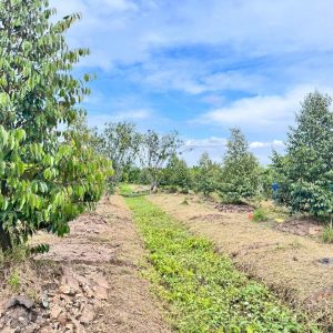 BÁN VƯỜN SẦU RIÊNG 5448M2 ĐƯỜNG NHỰA- CÁCH KCN BÌNH MINH 7KM- VĨNH LONG