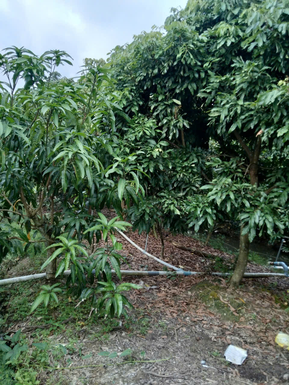 5 Tỷ 600 BÁN ĐẤT 2000m2 – VỊ TRÍ ĐẸP, GIÁ TỐT Xây Dựng Trung Chữa Lành: Thiền, Yoga,. - Ảnh 6