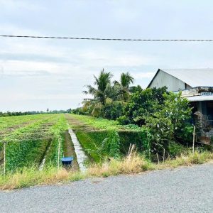 Alternative view of 400 triệu/ 1000m2 (8.500m² ) Đất Mặt Tiền Lộ Nhựa- Tân Thành Vĩnh long