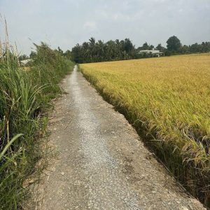 155 triệu / công Hơn 2 công ruộng tân Lộc Vĩnh Long